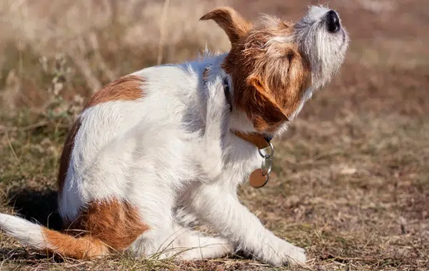 Enfermedades por parásitos en Perros Cómo Prevenir Los Parásitos En Los Perros