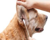 Remedios caseros para ácaros en el oído del perro
