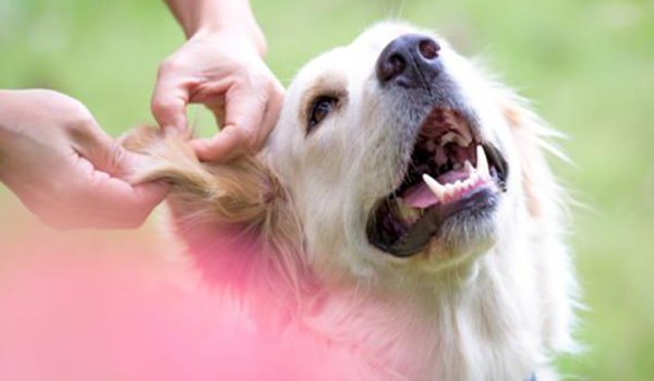 Cómo eliminar los Acaros en el oído del perro