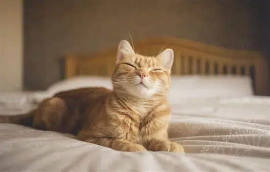 Beneficios De Tener Un Gato Adulto Y Cómo Adoptarlo