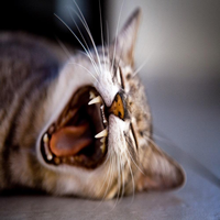 Enfermedades dentales en gatos