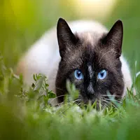 El gato Siamés