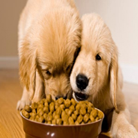 Dietas para perros