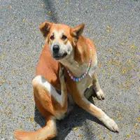 Enfermedades que causan las pulgas en perros