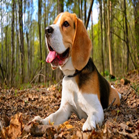 Los cuidados del perro Beagle