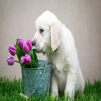 Plantas tóxicas para las Mascotas