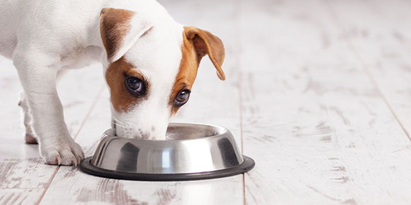 Suplementos alimenticios para perros