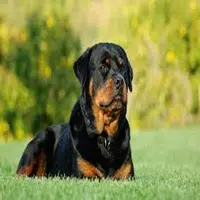 Características del Rottweiler