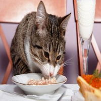 La alimentación para gatos