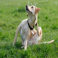 Cómo eliminar las pulgas en los Perros
