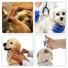 Enfermedades de perros