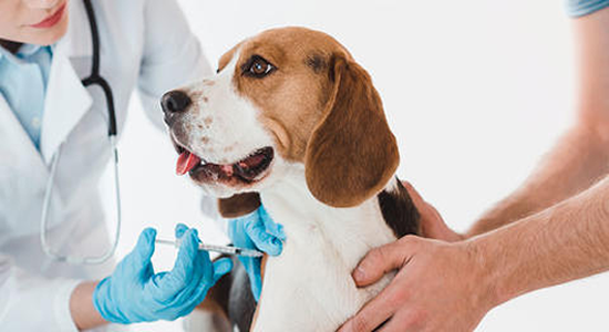 Vacuna rabia perros
