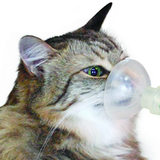 Enfermedades respiratorias de Gatos