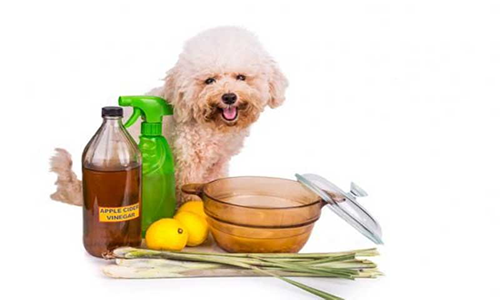 Home remedies for pets