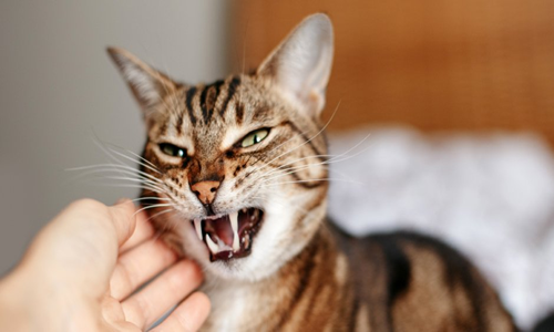 Como controlar a un gato agresivo