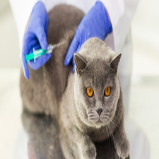 Vacunas necesarias para los gatos
