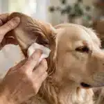 Cómo limpiar los oídos a los perros