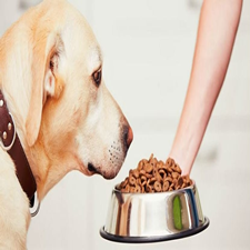 Alimentación ideal para perros