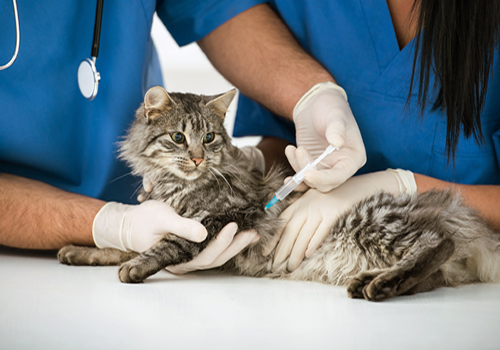 Vacunas para Gatos