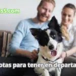 Mascotas para tener en departamento