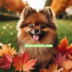 Mejor mascota para adoptar