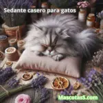 Sedante casero para gatos