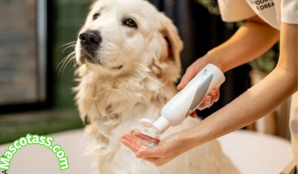 Shampoo casero para perros con dermatitis