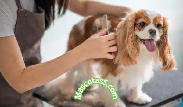 Tratamiento Casero Para Perros Con Sarna