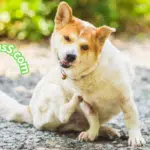 Shampoo para perros contra pulgas y garrapatas casero