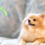 Tratamiento casero para perros con anemia