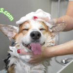 Cómo hacer un shampoo casero para perros