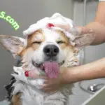 Cómo hacer un shampoo casero para perros