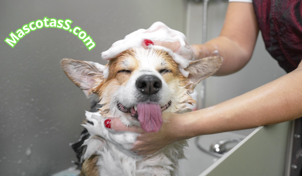 Como hacer un shampoo casero para perros