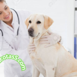 Prevención de enfermedades comunes en mascotas