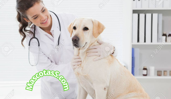 Prevencion de enfermedades comunes en mascotas