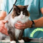 Remedio casero para gatos con diarrea