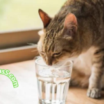Suero casero para gatos deshidratados