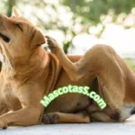Veneno casero para garrapatas y pulgas en perros