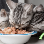 Alimento casero para gatos