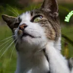 Quita pulgas casero para gatos