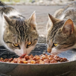 Alimento húmedo casero para gatos