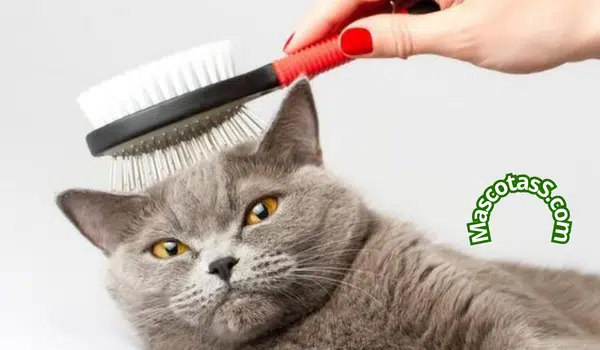 Cuidados Básicos Para Gatos