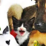 Mascotas para el hogar