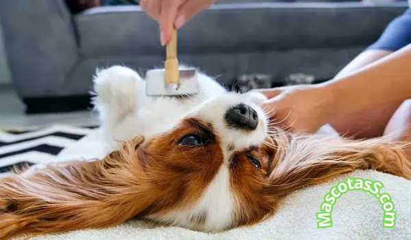 Remedio Casero Para Las Pulgas De Los Perros