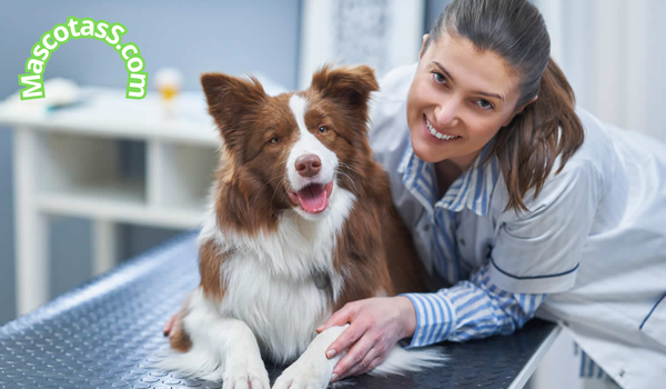 Repelente para pulgas y garrapatas en perros casero