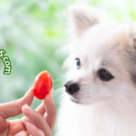 Tomate casero para perros