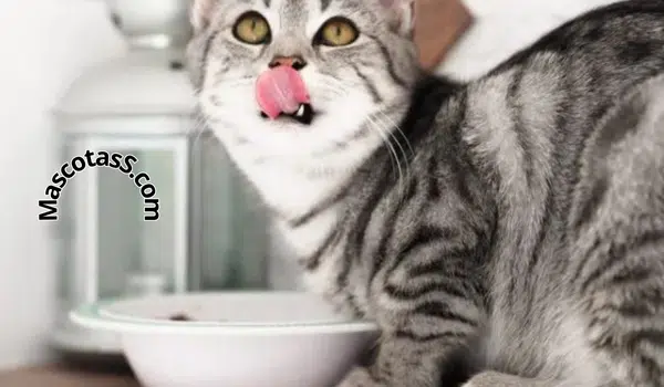 Sopa Casera Para Gatos