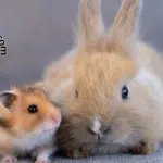 Mascotas para personas alérgicas