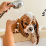 Shampoo casero para perros