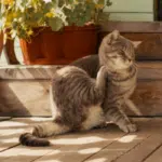 Parásitos en Mascotas y su tratamiento